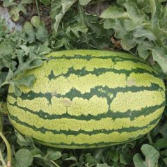 甘肃靖远金城5号西瓜聚焦市场