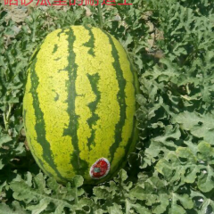 硒砂瓜独特品质！聚焦市场。