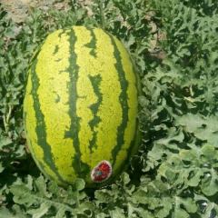 2016靖远高湾硒砂瓜走向全国