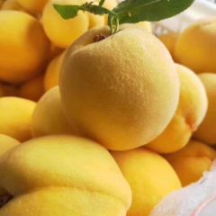 湖北枣阳大量出售锦绣黄桃