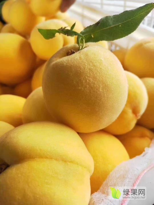 2019年湖北枣阳锦绣黄桃价格