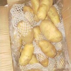 供应大量山东冷库土豆 欢迎洽谈