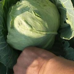 陕西定边甘蓝，品质一流，