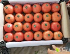 聊城蔬菜基地，硬粉西红柿大量供应