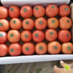 聊城蔬菜基地，硬粉西红柿大量供应