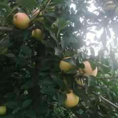 美八、嘎啦甜美上市