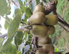 长沙红星水果批发市场专业代销猕猴桃