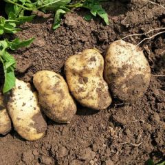 出售荷兰七土豆2通天货