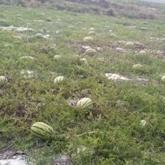 优质靖远硒砂瓜，绿色天然，价格合理