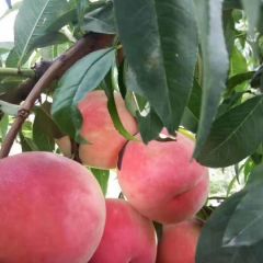 绿化久桃大量上市