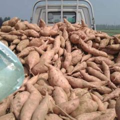 龙薯九号红薯大量上市，