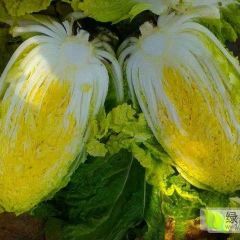 供应辽宁凌海万亩【玲珑黄】和【秋宝】黄心白菜