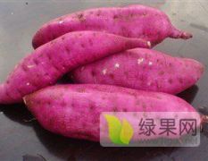 供应辽宁凌海红薯：品种早丰和龙薯9红薯等品种
