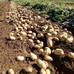 大量供应围场土豆，品种全价格随行就市