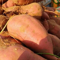 双季红薯大面积上市，欢迎前来采购