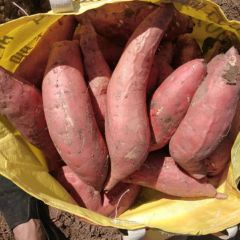 河北廊坊景尔头烟薯25大量供应