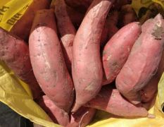 河北廊坊景尔头烟薯25大量供应