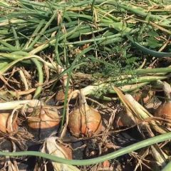 速看：甘肃武威黄皮洋葱近日采收