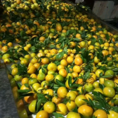 湖北宜昌特早蜜桔产地批发