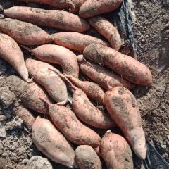 货源充足 流油蜜薯 烟薯25