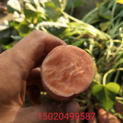 黄河古道沙土红薯