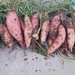 河北雄县，冀雄薯业，优质红薯大量供应中。