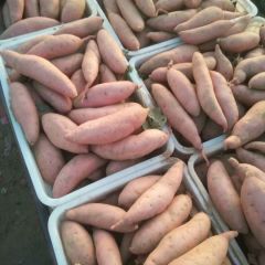 河北饶阳龙署九号红薯大量供应