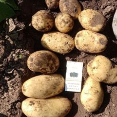 优质希6，226土豆