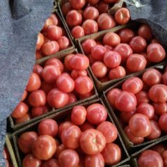 郯城红花王经理4月硬粉西红柿