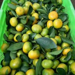 特早蜜桔，自家产地，自产自销。