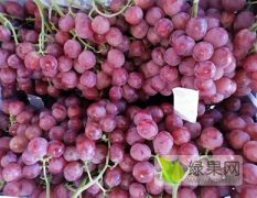 渭南红提葡萄种植，红提葡萄价格，红提葡萄批发供应