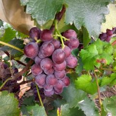 优质巨峰葡萄供应商产地批发