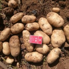 内蒙古武川226土豆 上门看货，诚信代办