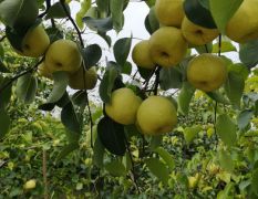 安徽砀山酥梨，百年老树，