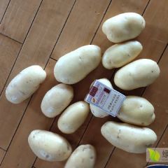 马铃薯供销，陈春雷。