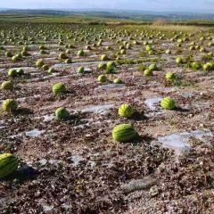甘肃会宁土高山乡西瓜
