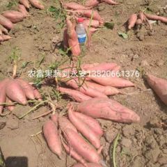 300亩烟薯，传统优质烟薯基地，田间直销