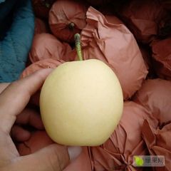纸袋大黄冠梨