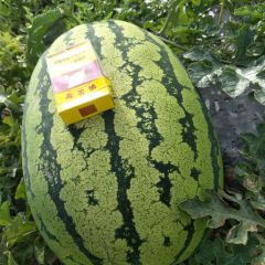 甘肃会宁旱砂西瓜，值得信赖