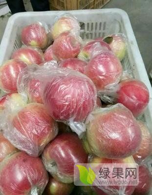 2019年山西万荣嘎啦价格