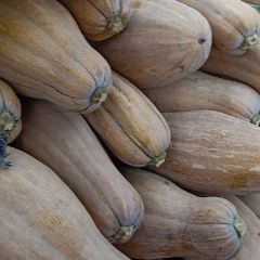 我们的南瓜是无公害蜜南瓜，养生首选，