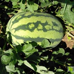 万吨冠龙、京欣开售--内蒙古翁牛特旗