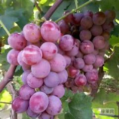 巨峰葡萄色香诱人