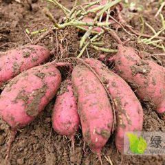 直销优质超市红薯口感面甜 红皮白心商薯19红薯