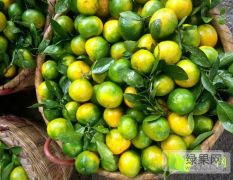 湖南省郴州东江湖生态特早熟桔子大量上市了！