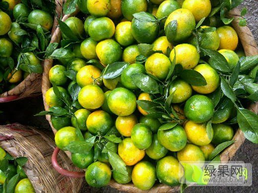 2020年湖南资兴东江湖蜜橘价格