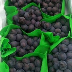 河北秦皇岛套袋京亚葡萄