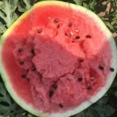 黑龙江 双城区地雷西瓜供应