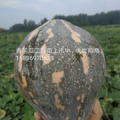 香芋南瓜出售中，诚招客商