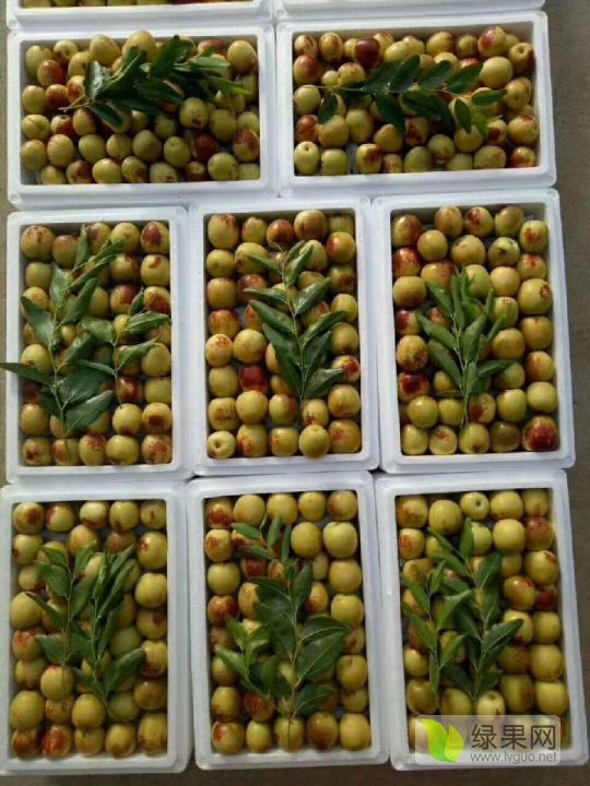 2019年山西临猗鲜枣价格